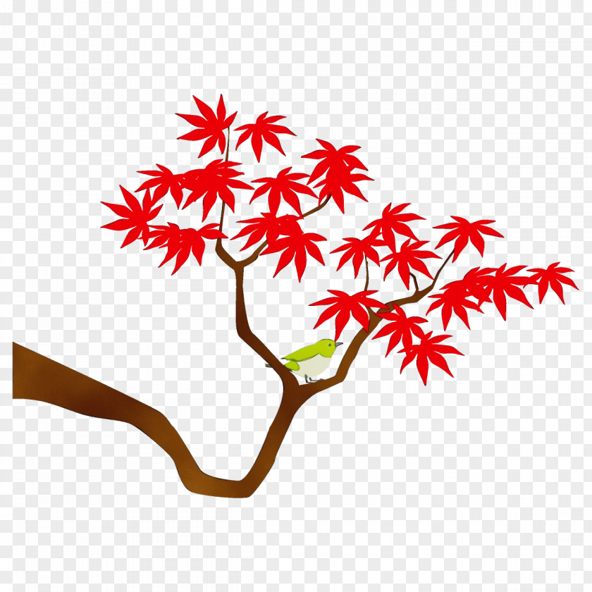 Maple Black Leaf Tree Plant Woody Flower PNG