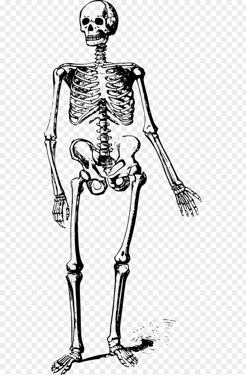 Skeleton Human Skull Bone PNG