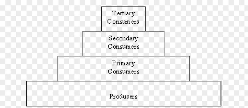 Trophic Pyramid Document Line Angle Brand PNG