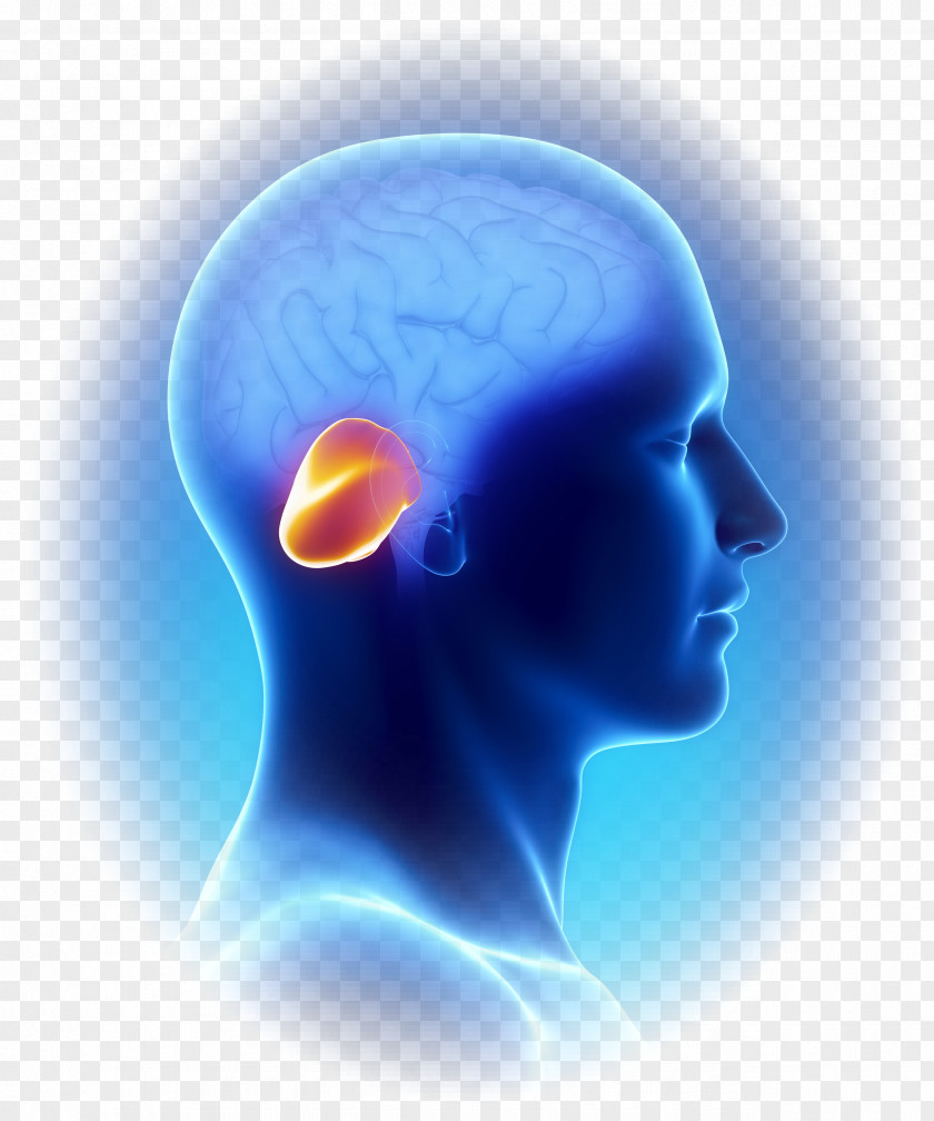 Brain Cerebellum Pons Function Medulla Oblongata PNG