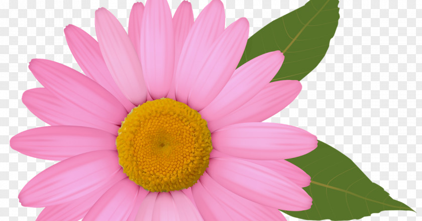 Daisies Common Daisy Clip Art PNG