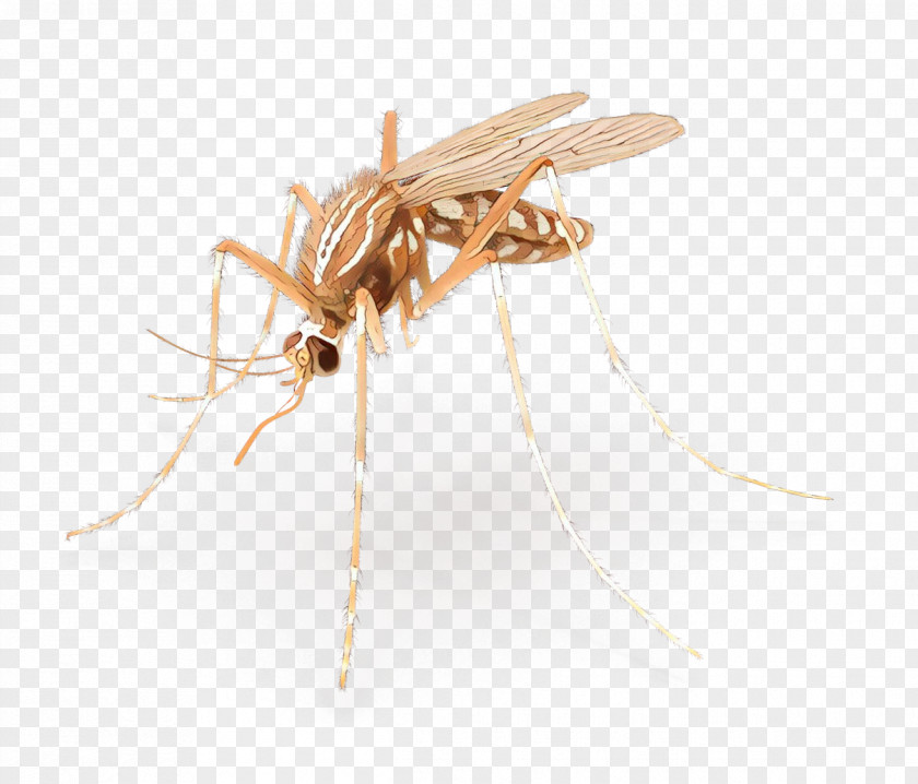 Parasite Membranewinged Insect Mosquito PNG
