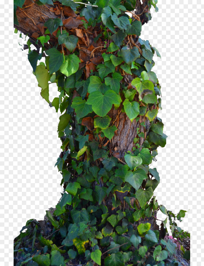 Plant Climbing Tiger Tree Parthenocissus Tricuspidata Vine PNG