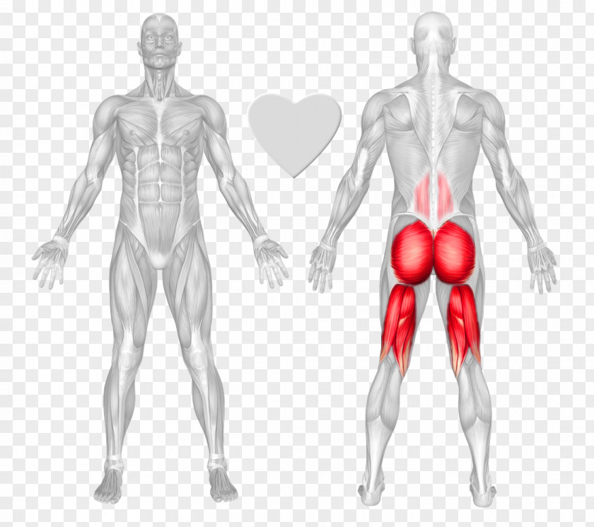 Bridge Exercise Squat Gluteus Maximus Erector Spinae Muscles Gluteal PNG