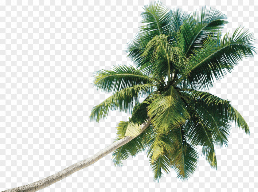 Coconut Tree Clip Art Date Palm PNG