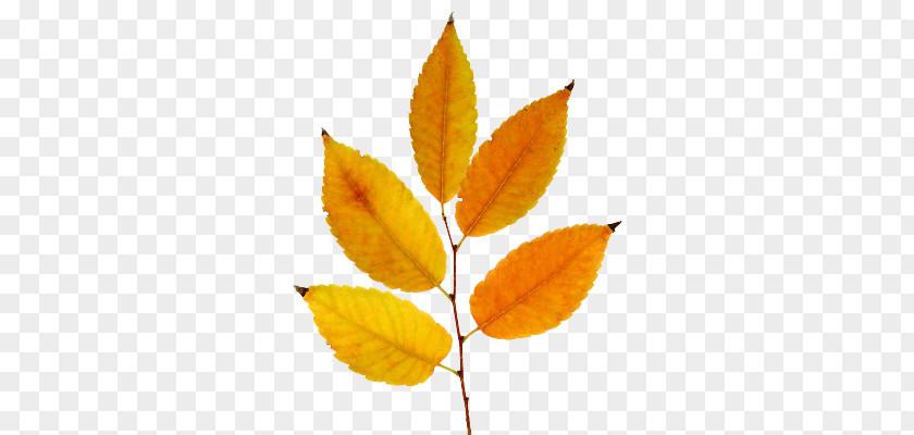 Leaf Deciduous PNG