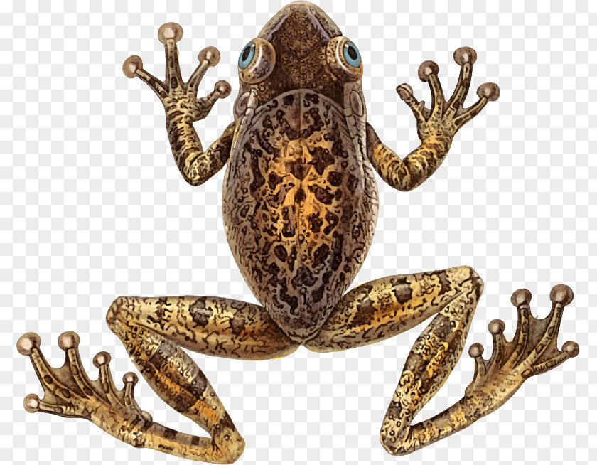 Osteopilus Septentrionalis Toad Tree Frog Amphibians Vertebrate PNG