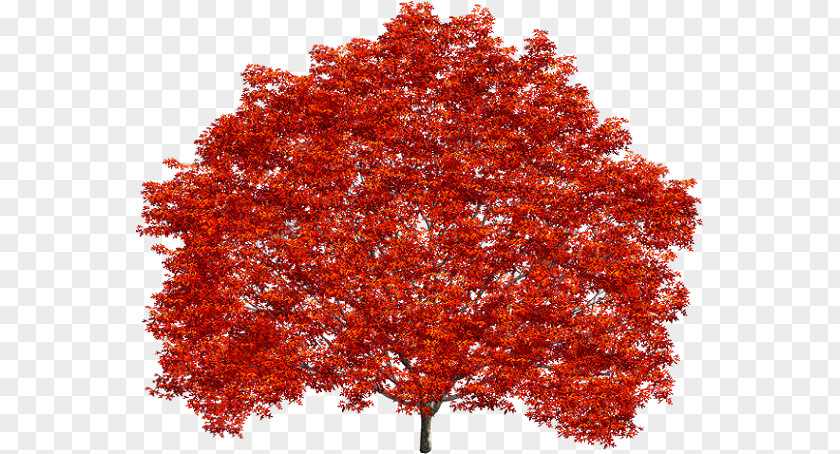 Red Maple Treelet Shrub Leaf Northern Oak PNG