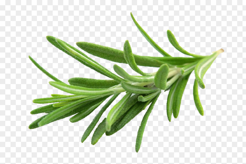 Rosemary Herb Flavor Spice Basil PNG