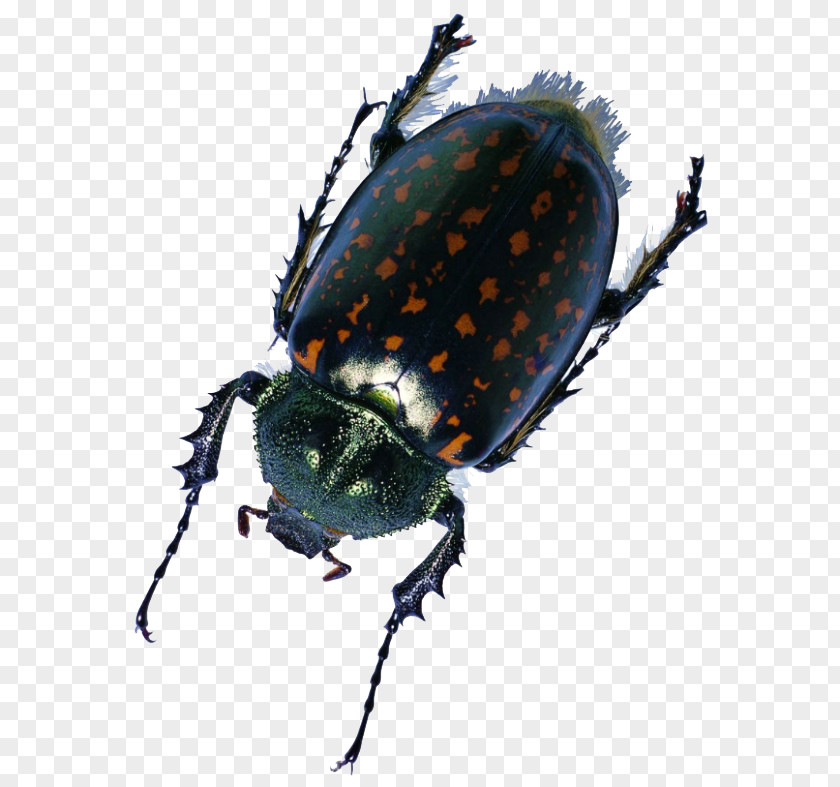 Spot Insect Beetle Fly U6606u866bu6a19u672c PNG