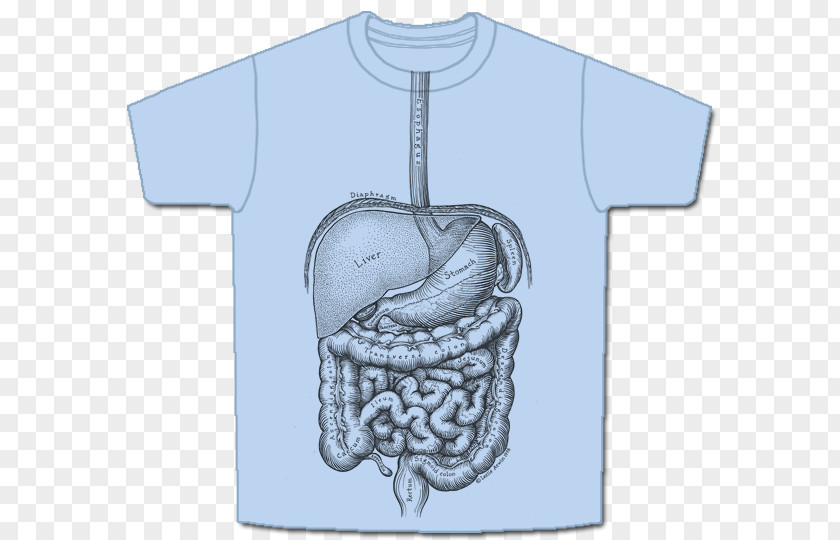 T-shirt Anatomy Human Digestive System PNG