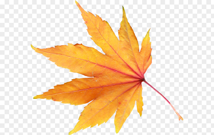 Yellow Maple Leaves Leaf Clip Art PNG