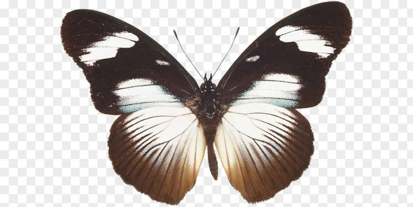 Butterfly Nymphalidae Pieridae Lycaenidae Moth PNG
