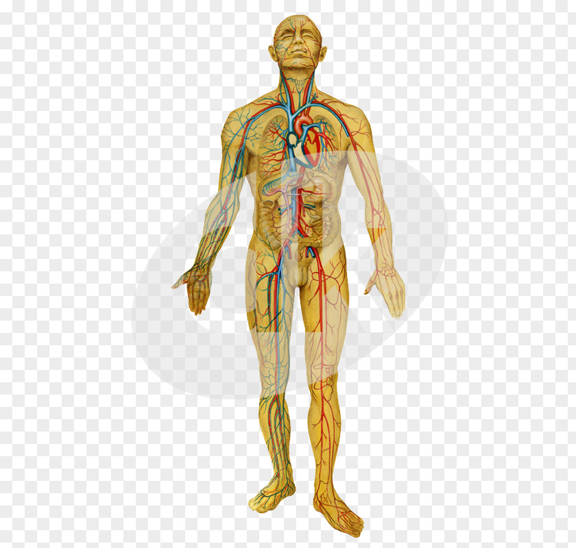 Clove Homo Sapiens Circulatory System Nervous Respiratory Human Body PNG
