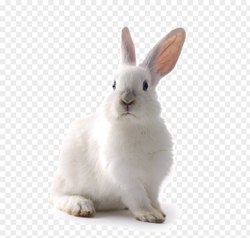 Dog Californian Rabbit Domestic Flemish Giant Hare PNG