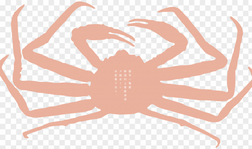 Line Invertebrate H&M Clip Art PNG