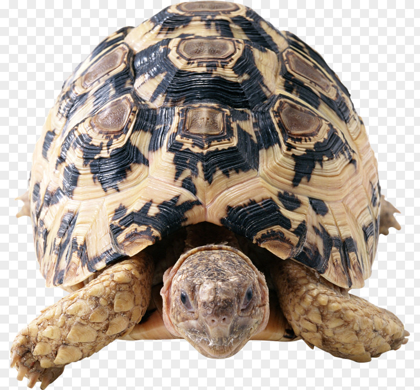 Tortuga Turtle Tortoise PNG