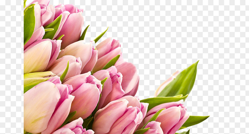 Tulip Bouquet Flower 1080p High-definition Video Television Wallpaper PNG