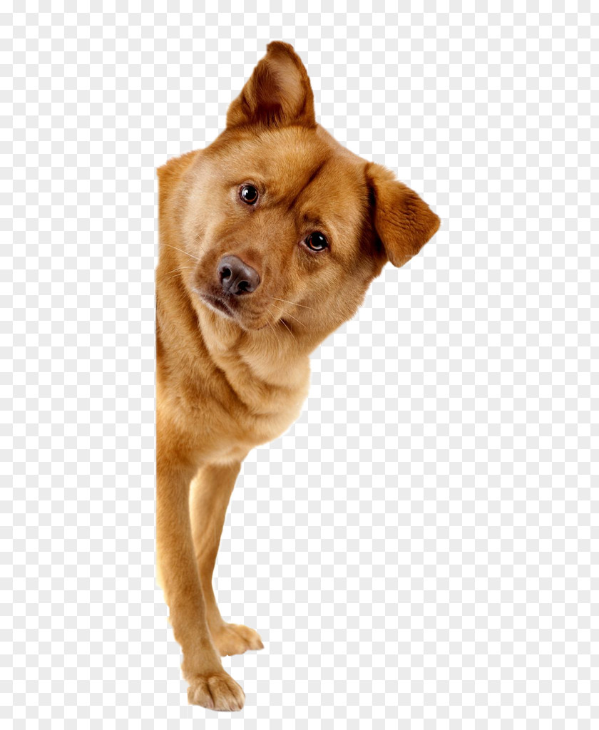 Dog Love Pet Adoption Veterinarian PNG