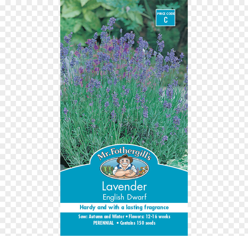 English Lavender French Shrub Seed Flower PNG