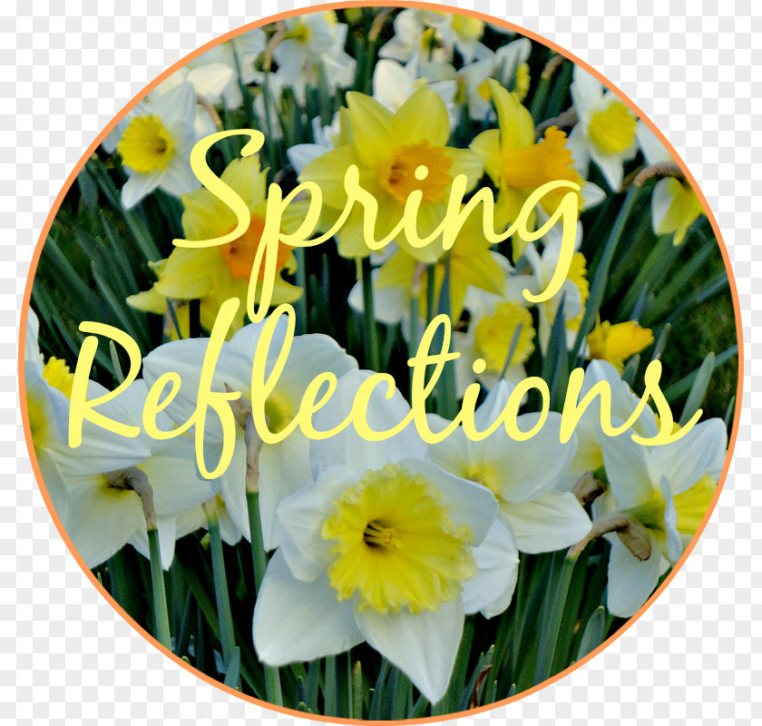 Greet The Spring Floristry Cut Flowers Narcissus Annual Plant PNG
