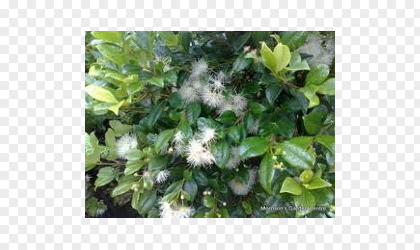 Tree Syzygium Australe Shrub Common Lilly Pilly Evergreen PNG