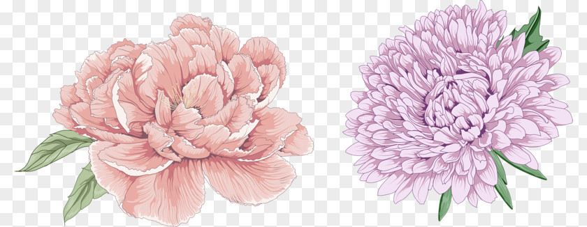 Two Peony Flowers Moutan Download PNG