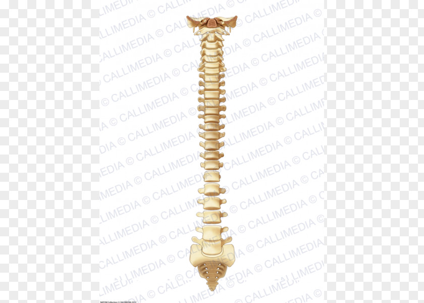 Vertebrate Vertebral Column Bone Anatomy PNG
