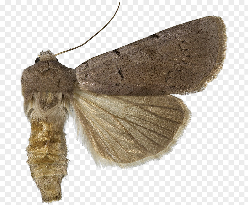 Butterfly Silkworm Hofmannophila Pseudospretella Nymphalidae PNG