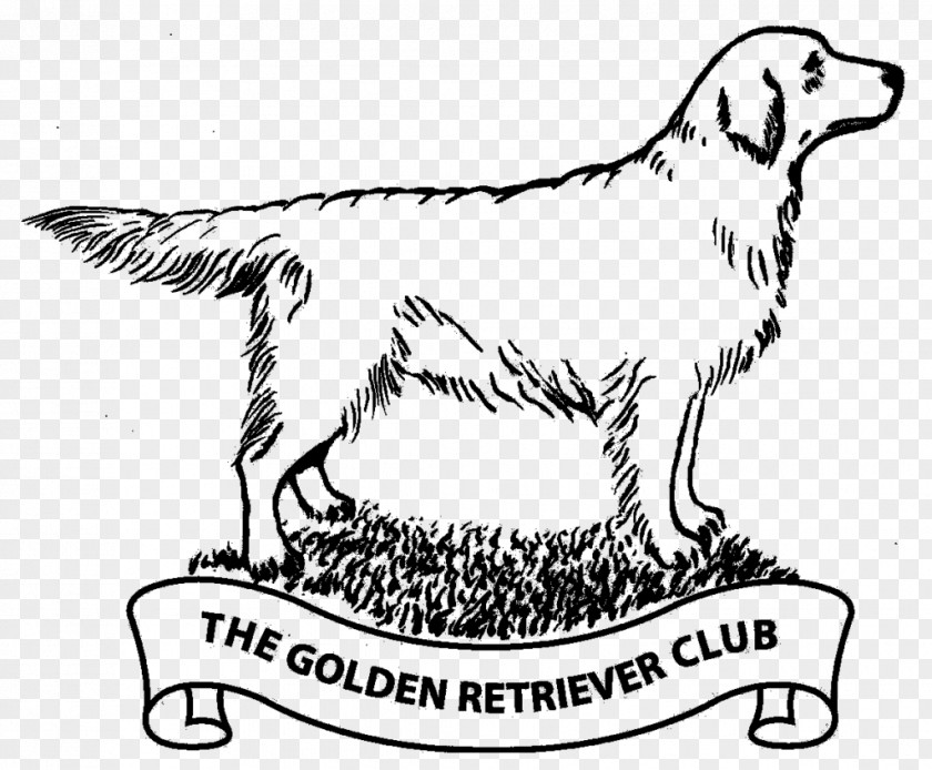 Golden Retriever Dog Breed Sporting Group Labrador PNG