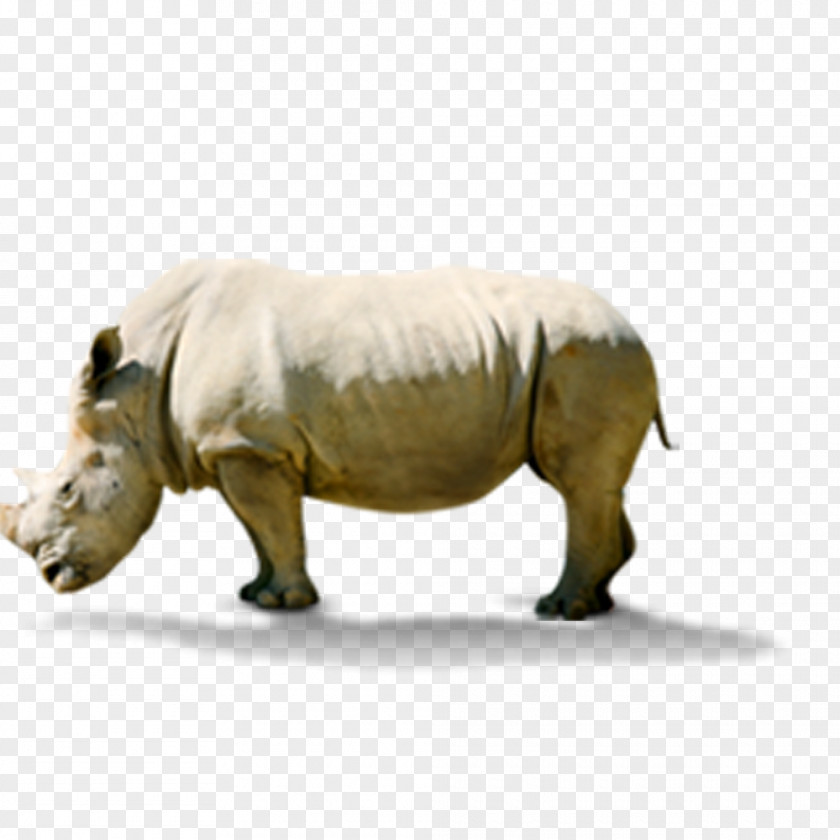 Hippo Rhinoceros Hippopotamus PNG