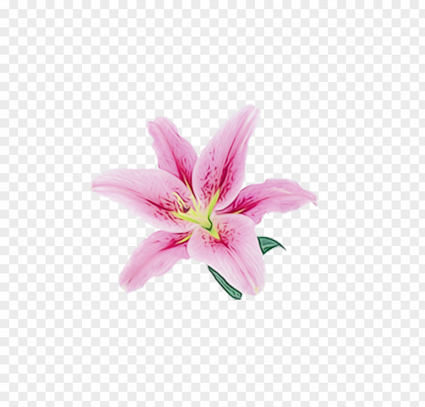 Lily Pink Flower Image PNG