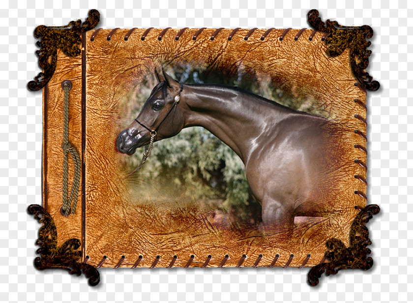 Mustang Stallion Halter Picture Frames Freikörperkultur PNG