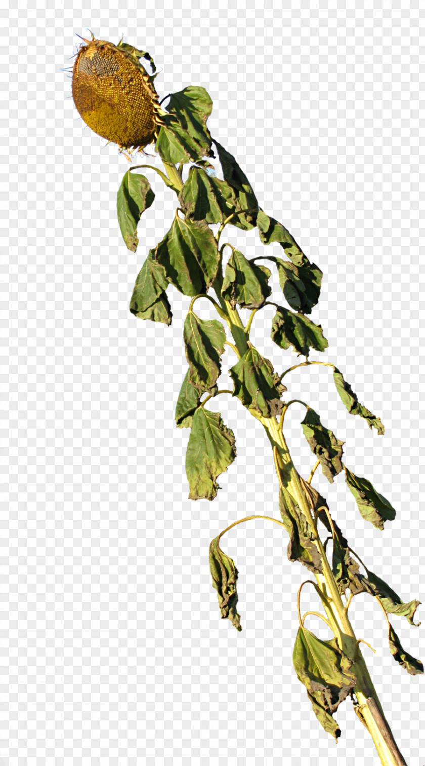 Sunflowers Common Sunflower Plant PNG