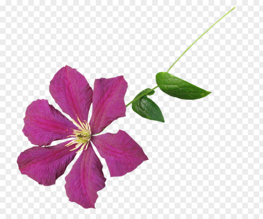 Violet Leather Flower Mallows Family PNG