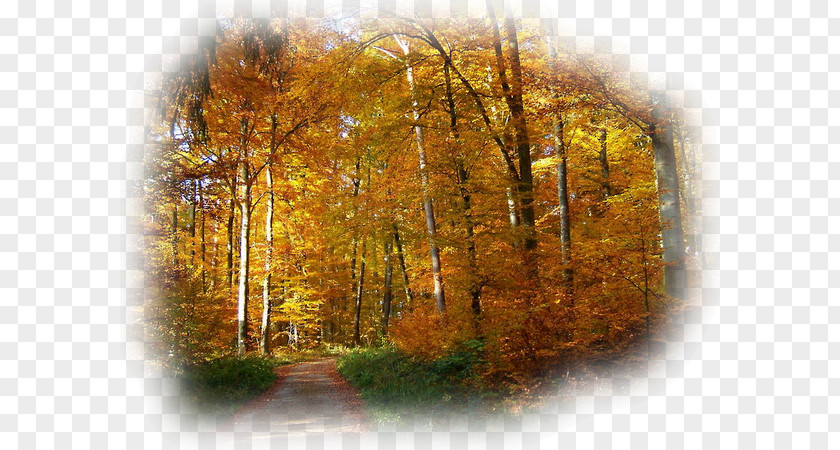 Autumn Road Desktop Wallpaper Nature Herbstwald Landscape Dame Lorraine PNG