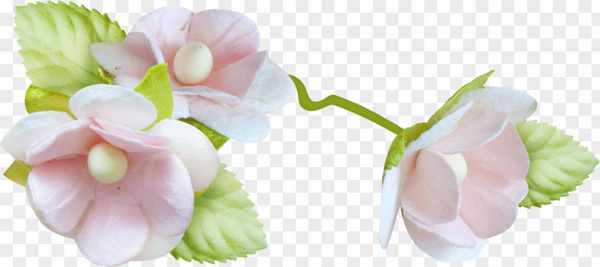 Baby Cut Flowers Petal Child Drawing PNG