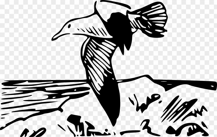 Bird European Herring Gull Clip Art PNG