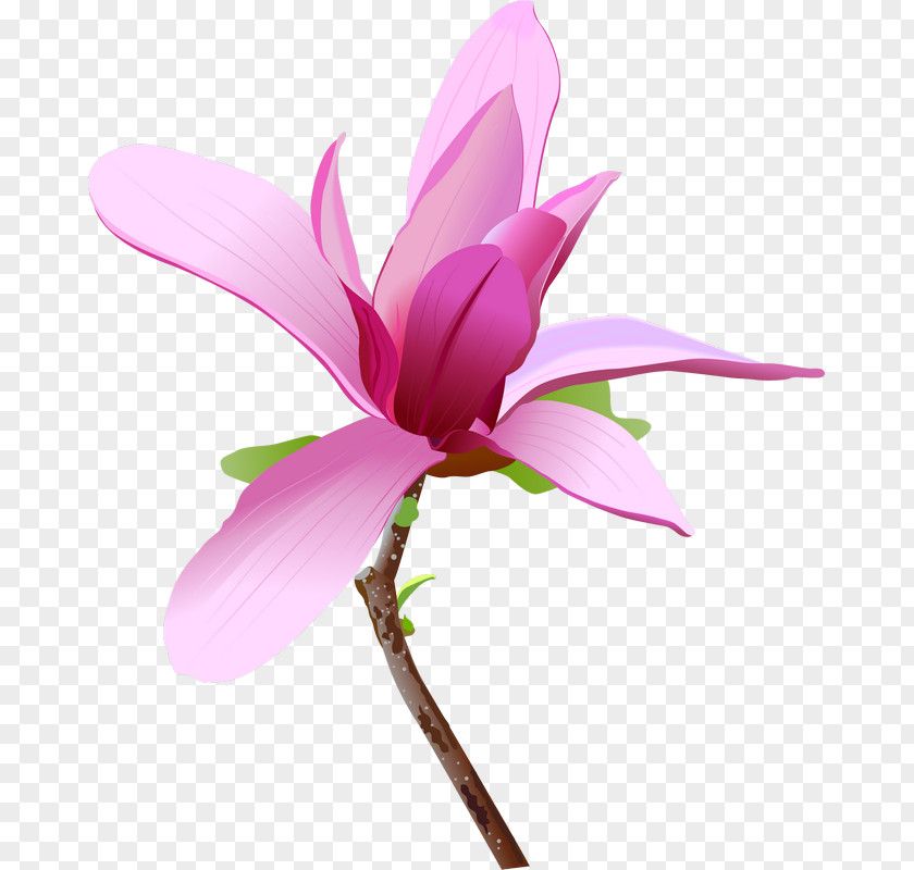 Flower Illustration Pink Flowers Clip Art PNG
