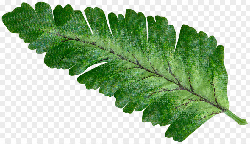 Leaves Leaf Branch Icon PNG