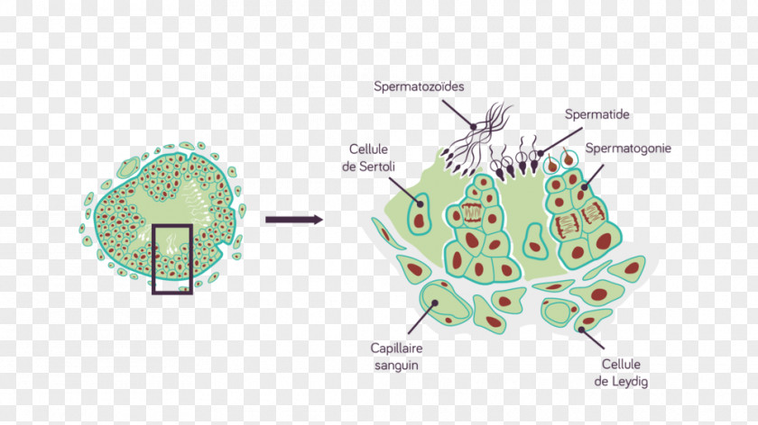 Seminiferous Tubule Leydig Cell Testicle Sertoli Reproductive System PNG