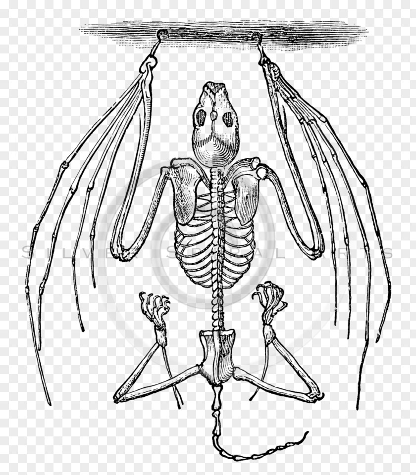 Skeleton Human Clip Art Bat Bone PNG