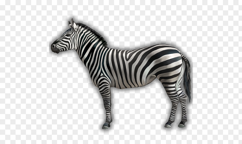 Zebra Clip Art Image Black And White Photograph PNG