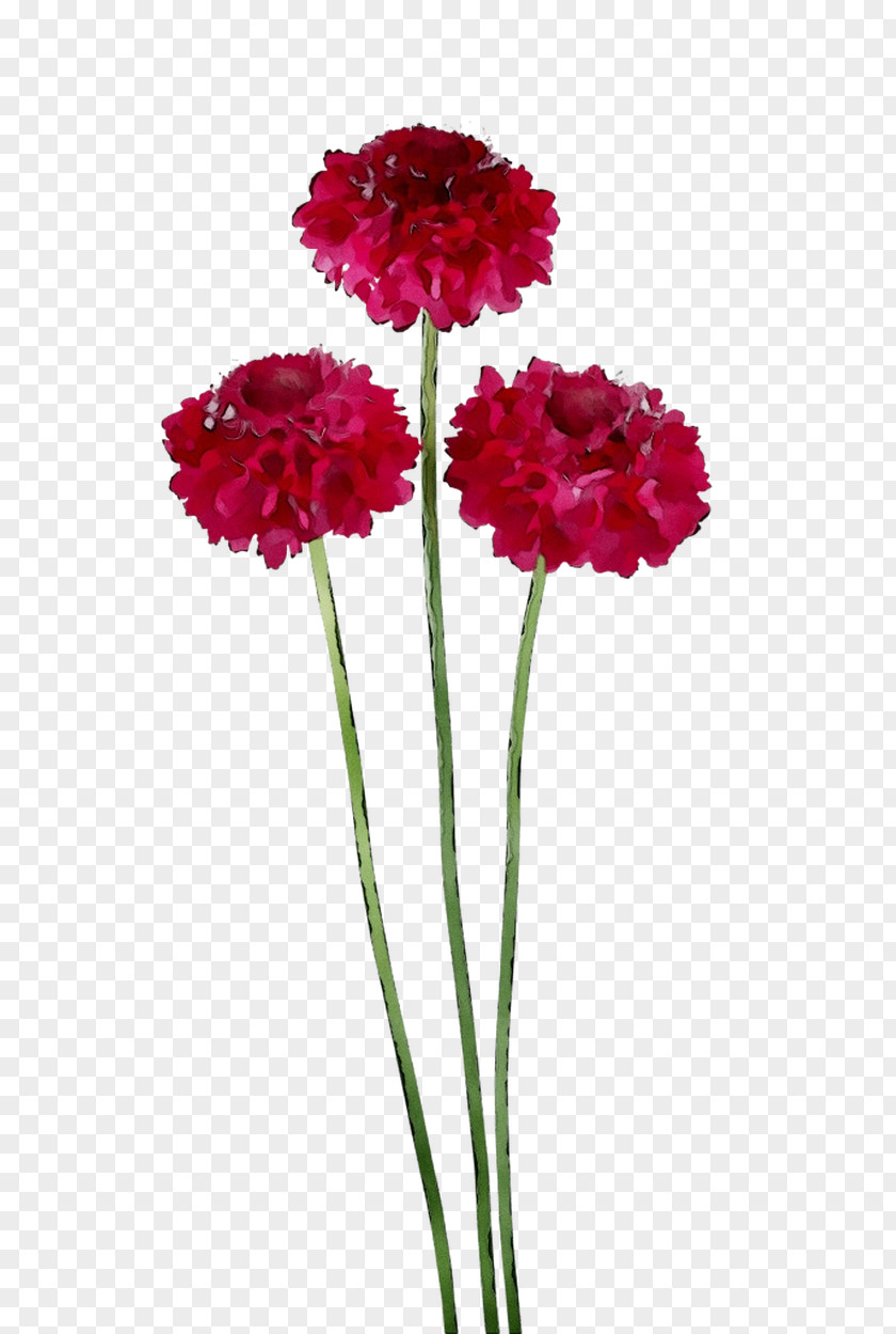 Carnation Cut Flowers Plant Stem Herbaceous PNG