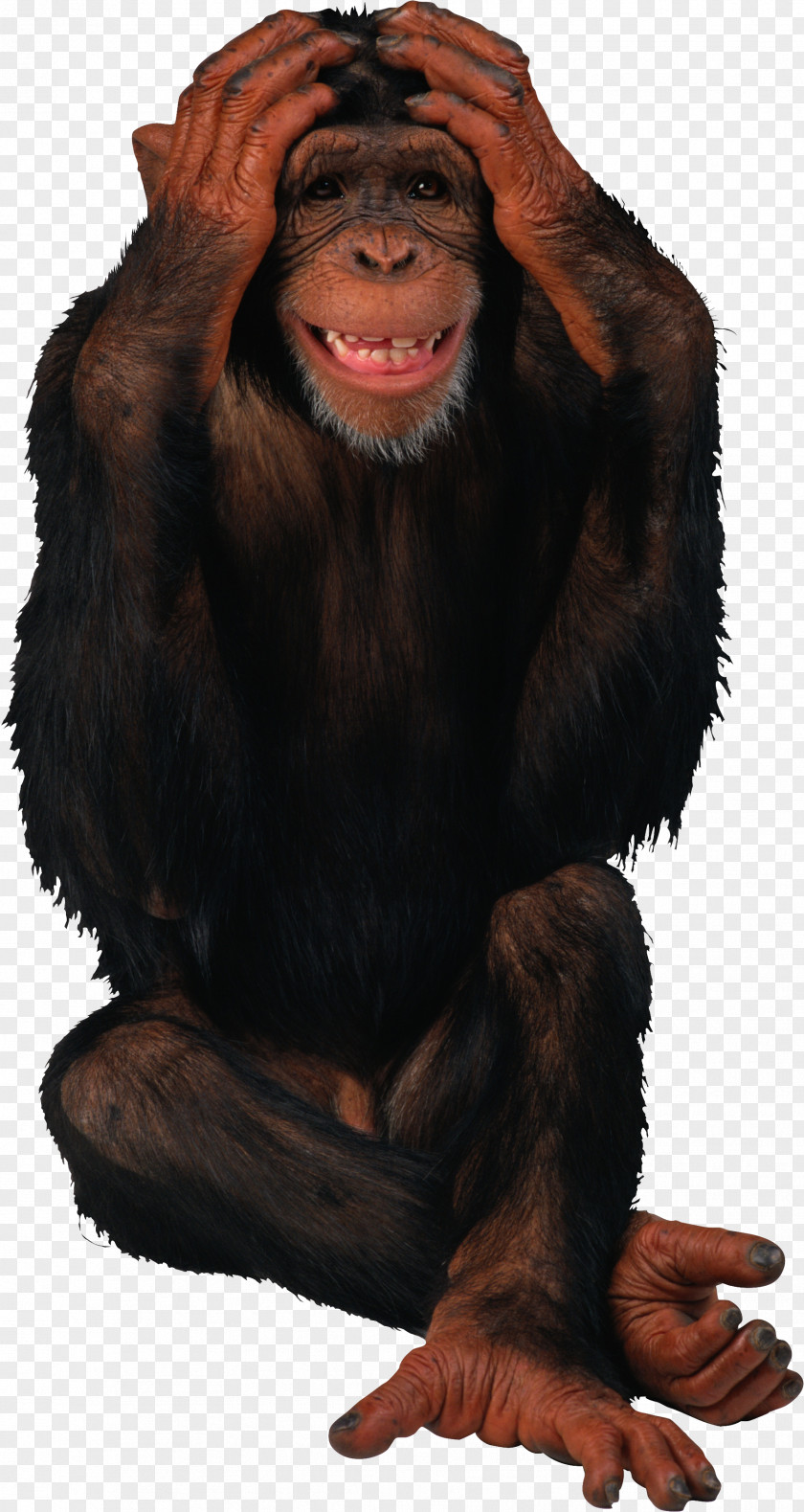 Gorilla Birthday Monkey Giphy PNG