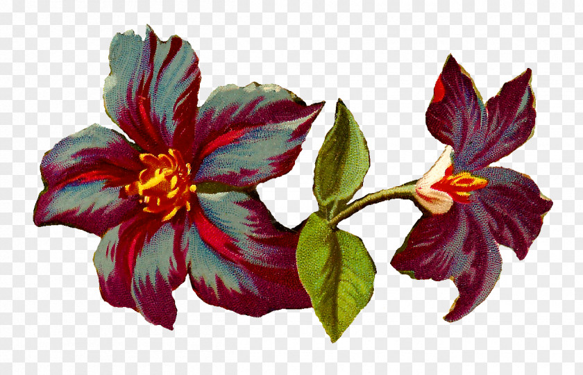 Illustration Clematis 'Jackmanii' Flower Digital Image Clip Art PNG