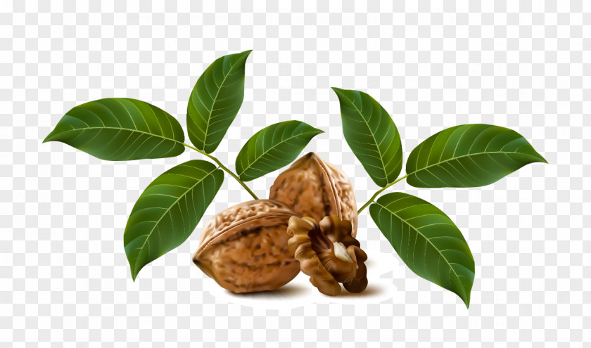 Vector Walnut Drawing Fruit PNG