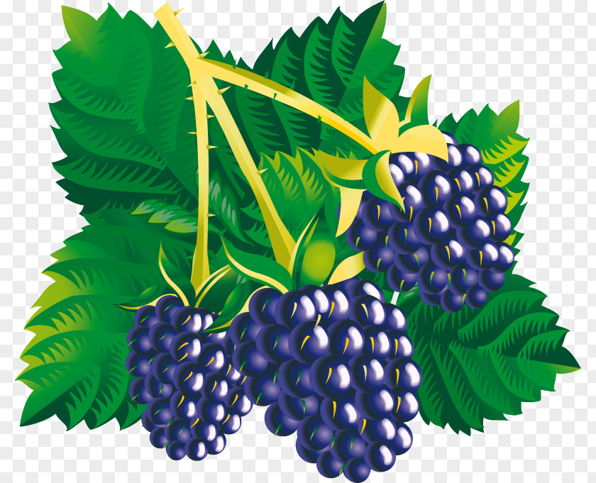 Blackberry Common Grape Vine Vector Graphics Mulberry Clip Art Illustration PNG
