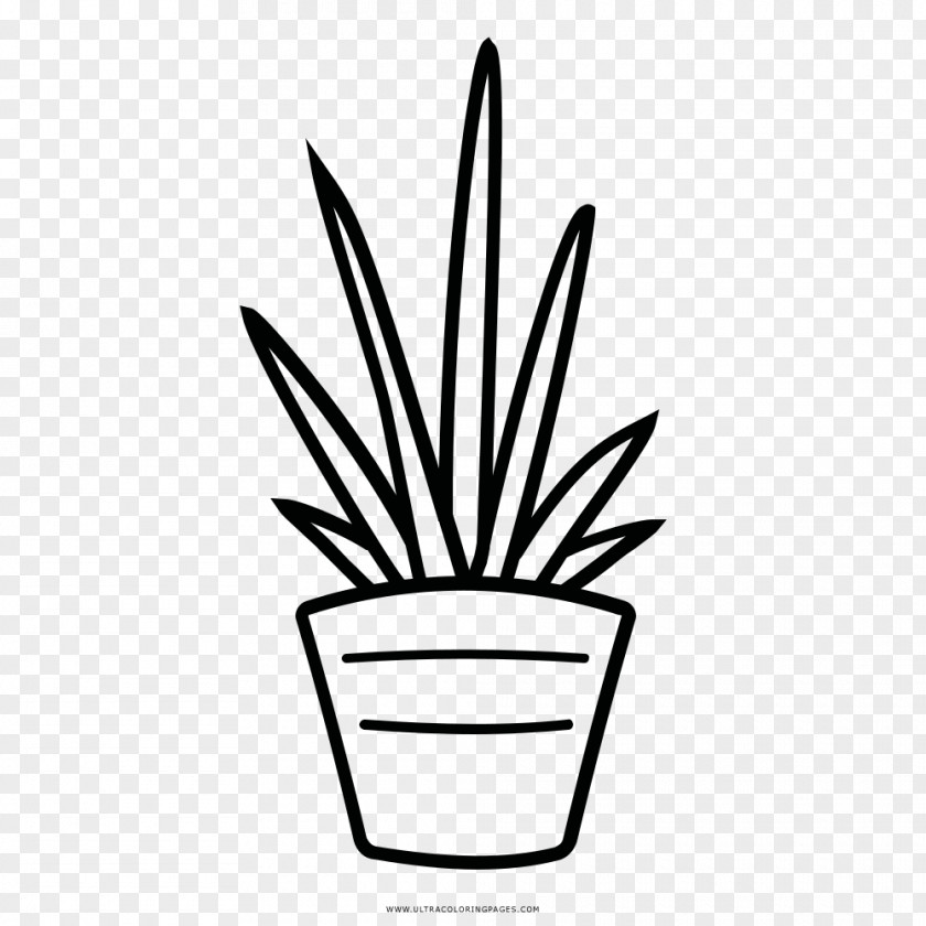 Child Coloring Book Drawing Cactaceae PNG