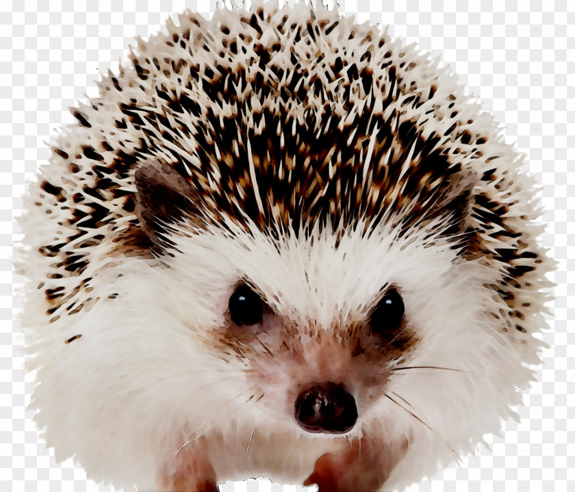 Domesticated Hedgehog Hedgehogs As Pets European Mammal PNG